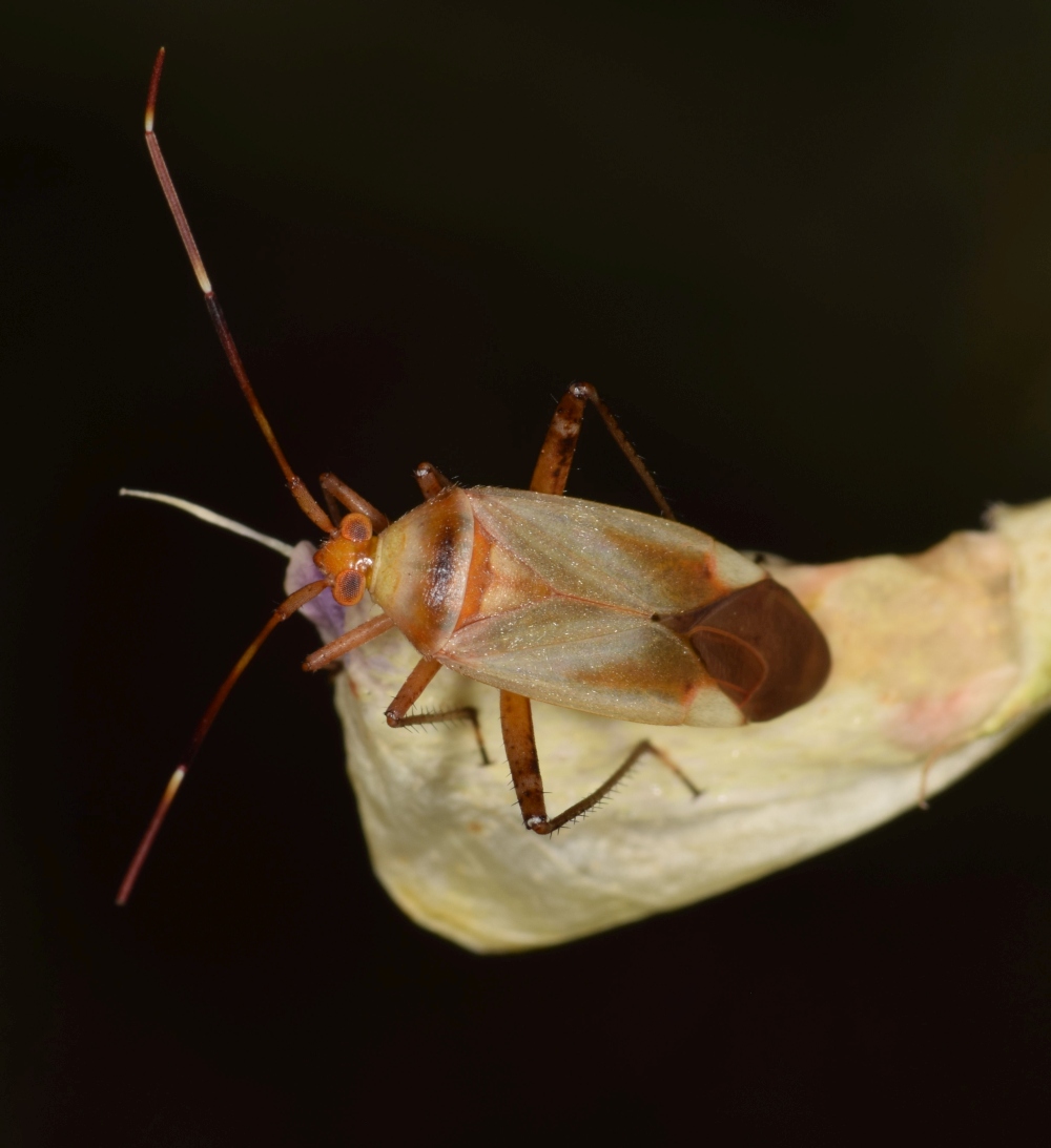 Miridae: Adelphocoris insignis Horvth, 1898